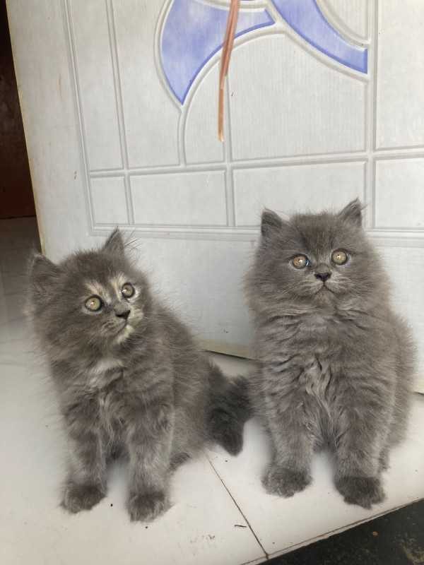 British Longhair For Sale In Rajkot