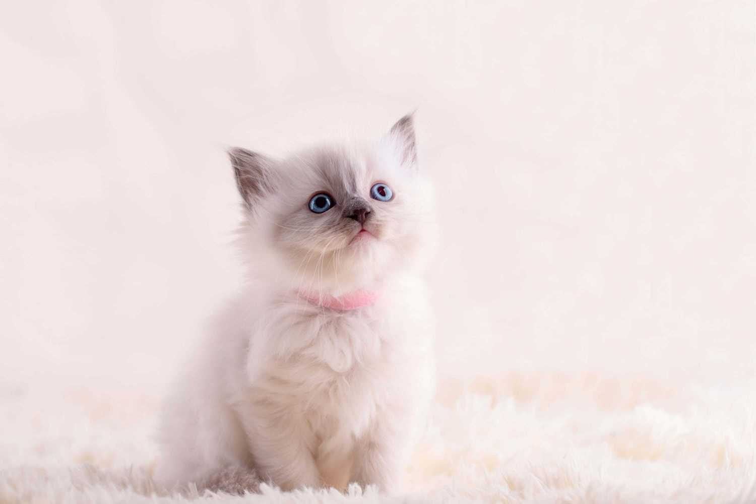 Ragdoll For Sale In Delhi