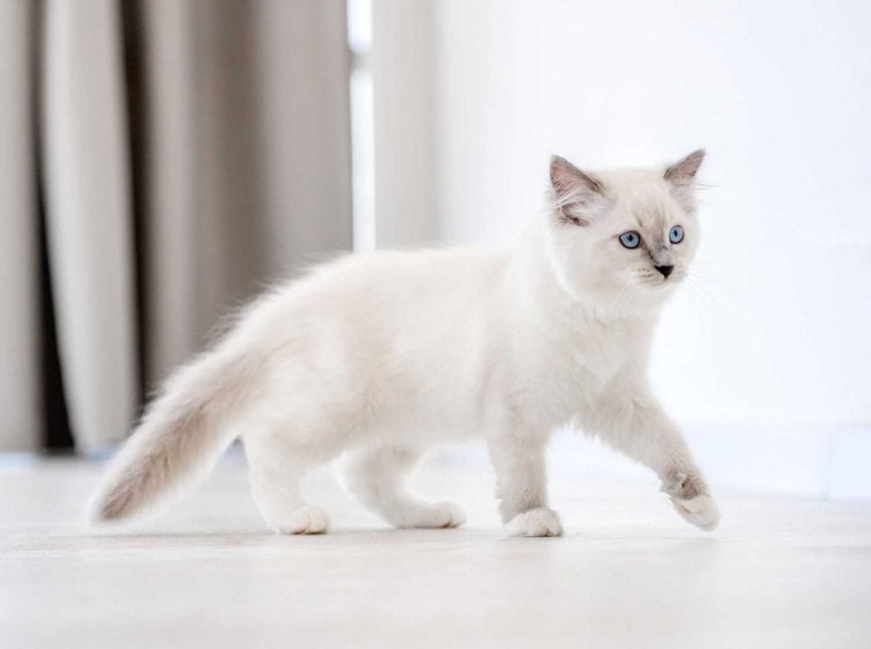 Siamese For Sale In Chennai