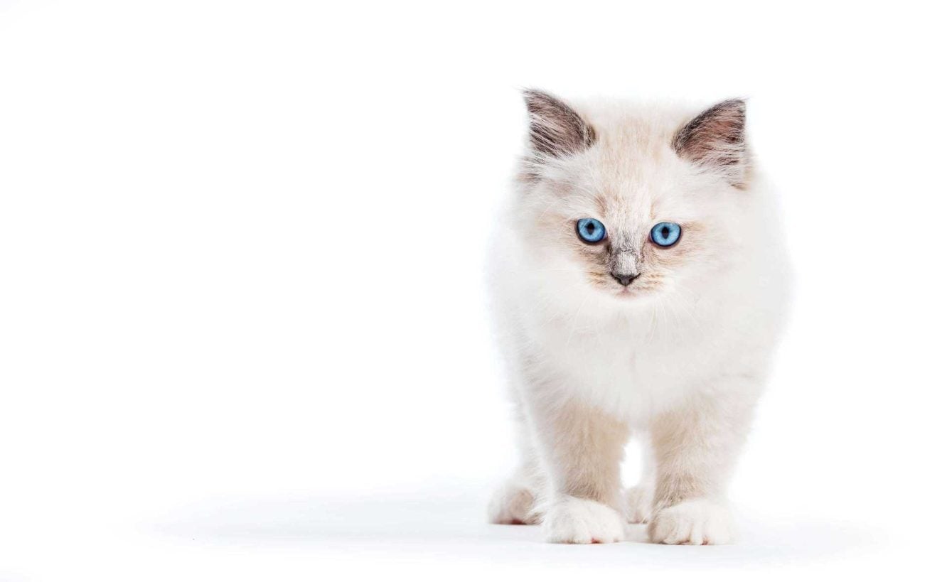 Ragdoll For Sale In Lucknow