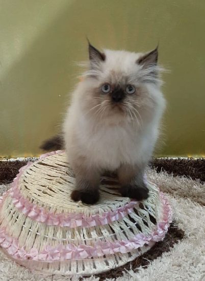 Himalayan For Sale In Mumbai