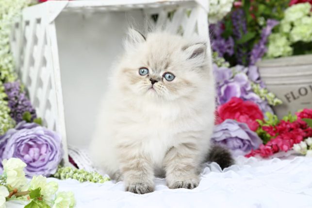 Himalayan For Sale In Chennai