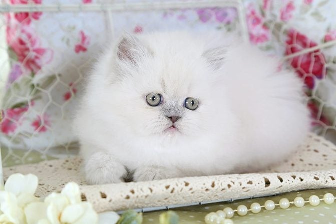 Himalayan For Sale In Hyderabad