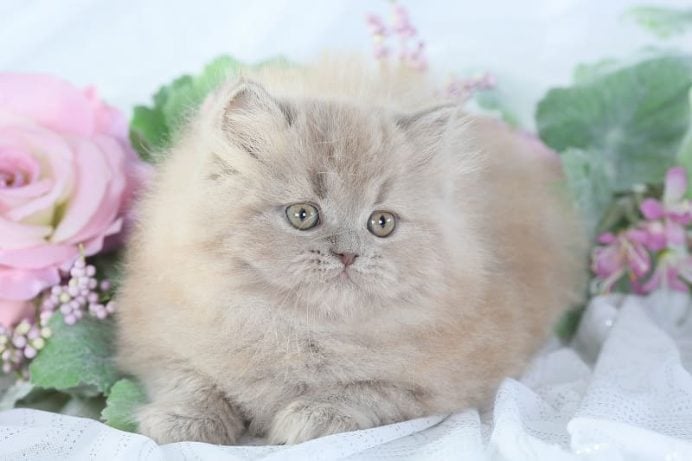 Himalayan For Sale In Kochi