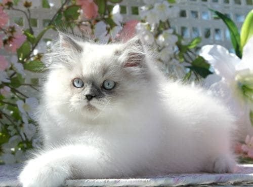 Himalayan For Sale In Pune