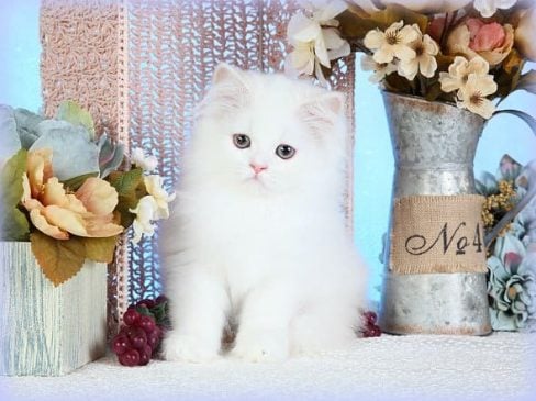 Himalayan For Sale In Hyderabad