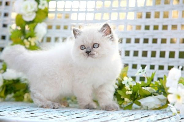 Himalayan For Sale In Kolkata