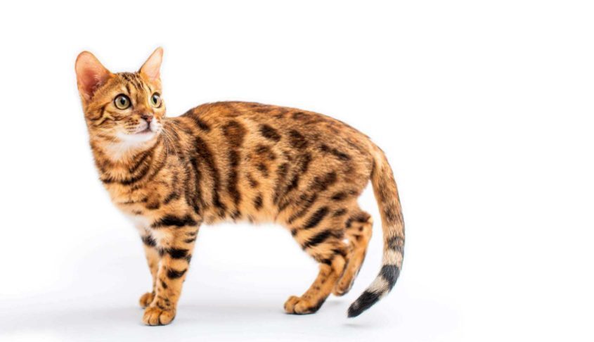Leopard For Sale In Chennai