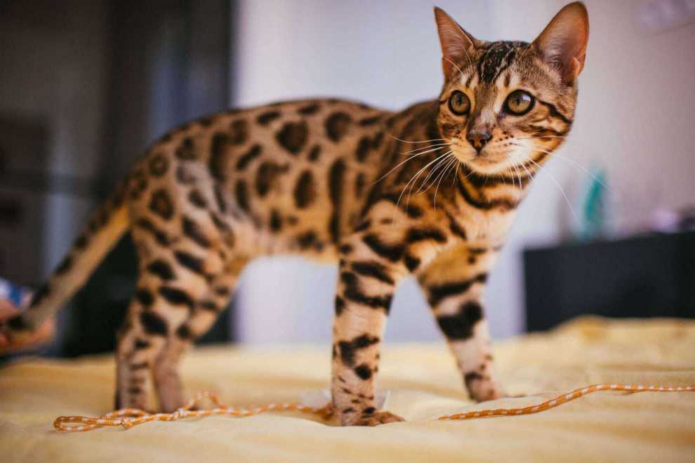 Leopard For Sale In Chennai