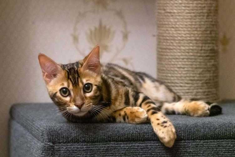 Leopard For Sale In Kolkata