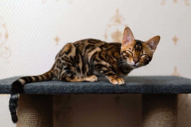 Leopard For Sale In Kolkata