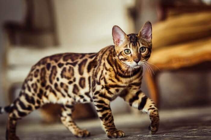 Leopard For Sale In Madurai
