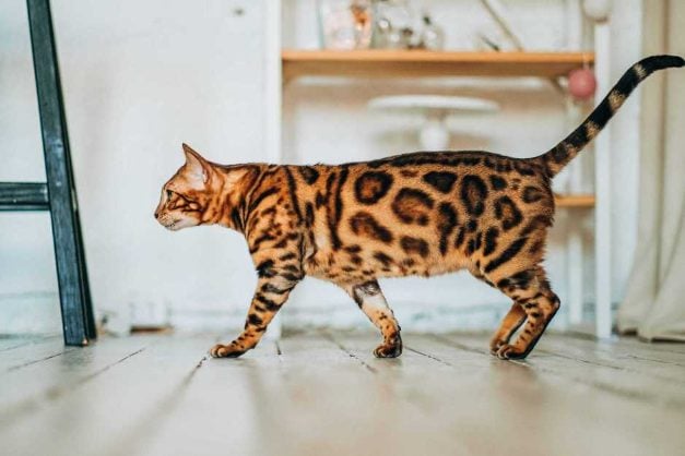 Leopard For Sale In Madurai