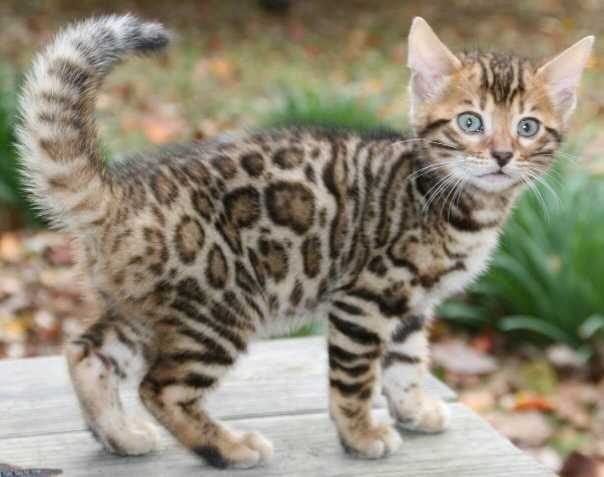 Leopard For Sale In Mumbai