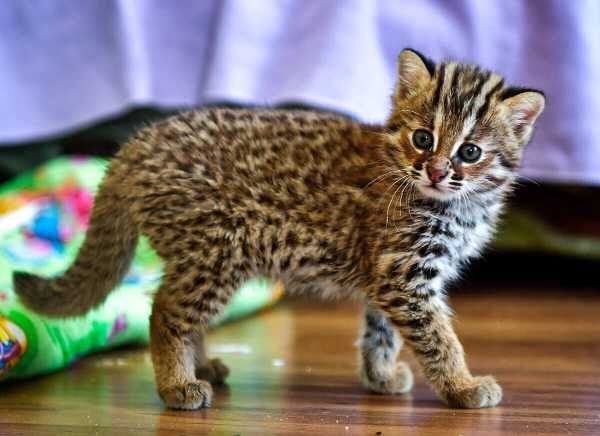 Leopard For Sale In Mumbai