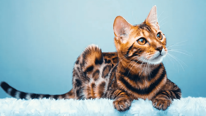 Leopard For Sale In Rayachoti