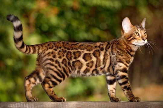 Leopard For Sale In Dumka