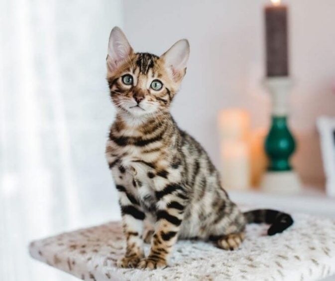 Leopard For Sale In Dumka