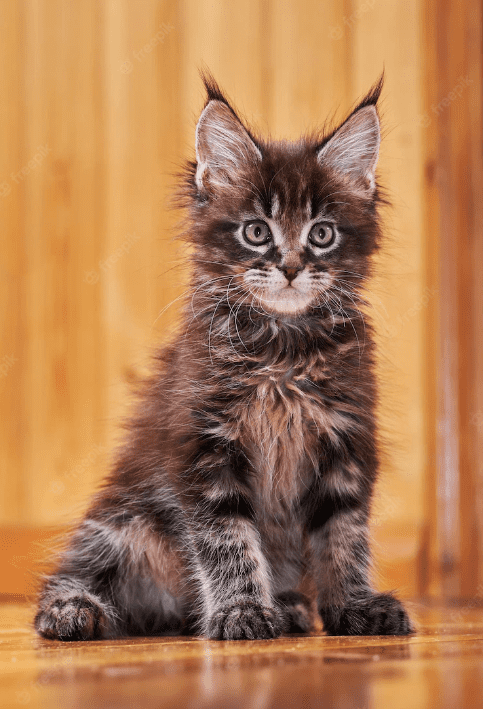 Maine Coon For Sale In Delhi