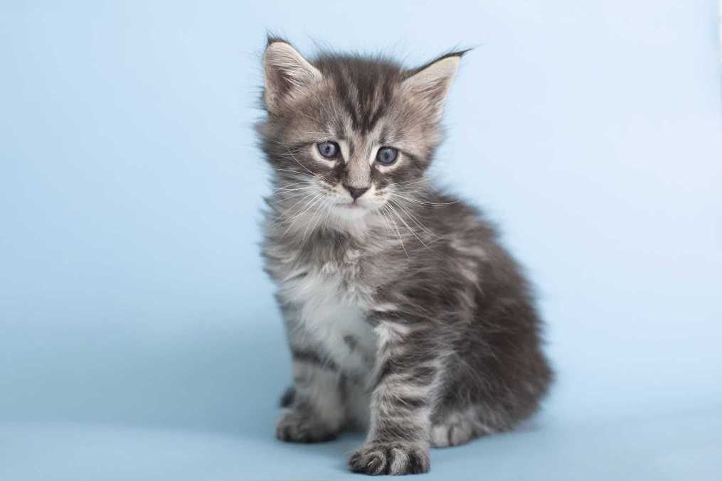 Maine Coon For Sale In Pune