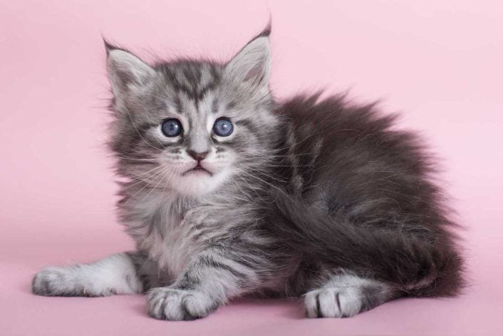Maine Coon For Sale In Pune
