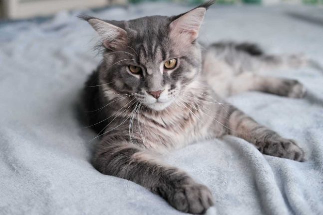 Maine Coon For Sale In Thiruvananthapuram