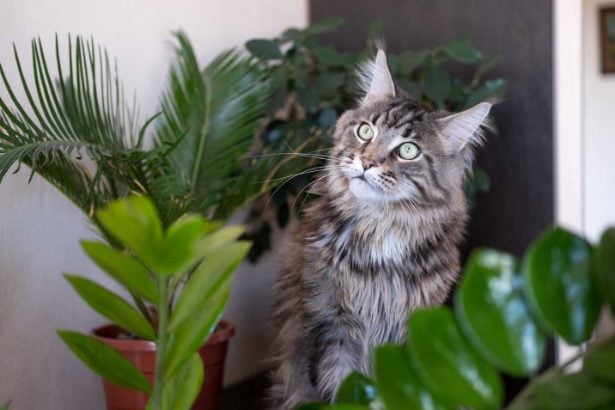 Maine Coon For Sale In Thiruvananthapuram