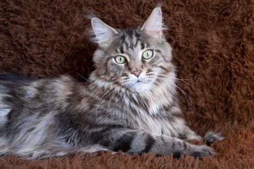 Maine Coon For Sale In Chennai