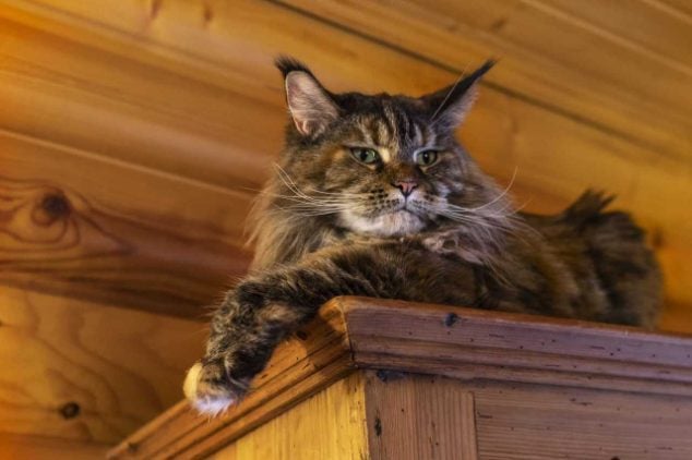 Maine Coon For Sale In Lucknow