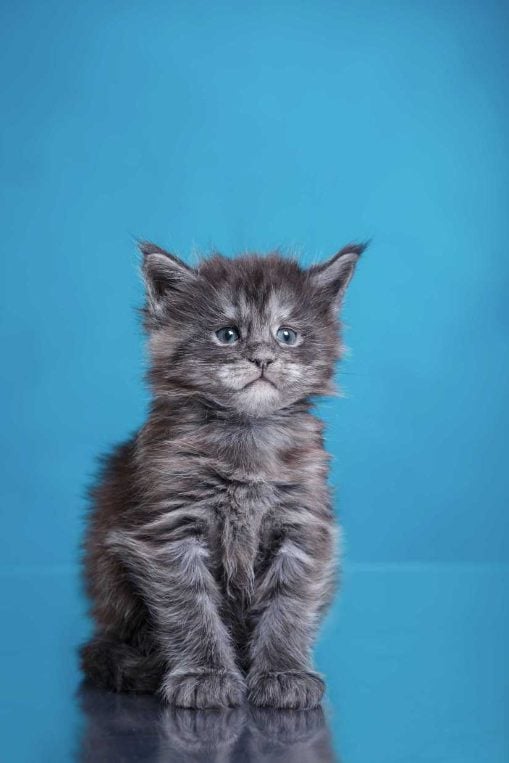 Maine Coon For Sale In Coimbatore