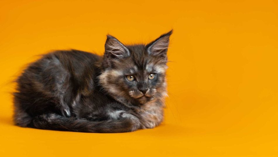 Maine Coon For Sale In Coimbatore