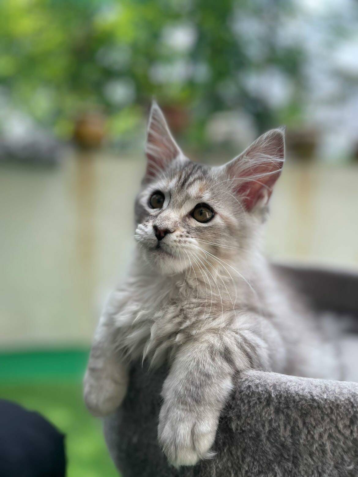 Maine Coon For Sale In Chennai