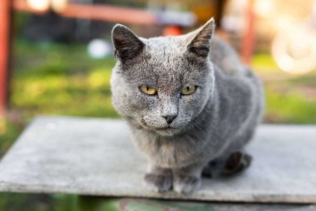 Russian Blue For Sale In Bangalore