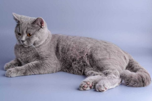 Russian Blue For Sale In Bangalore