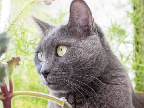 Russian Blue For Sale In Mumbai