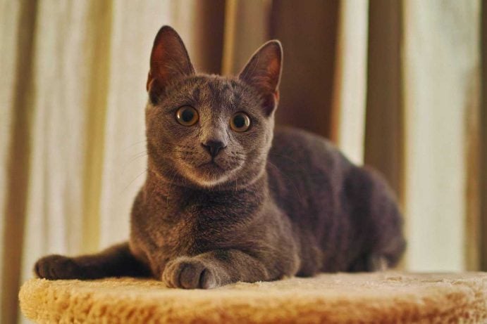 Russian Blue For Sale In Mumbai