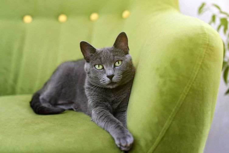Russian Blue For Sale In Chennai