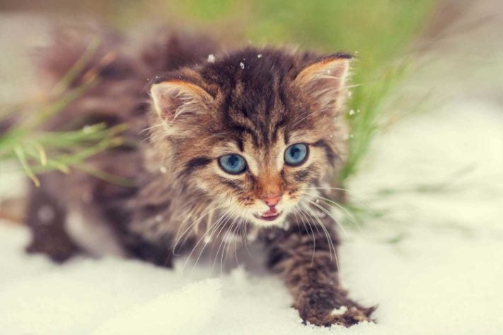 Siberian For Sale In Chennai
