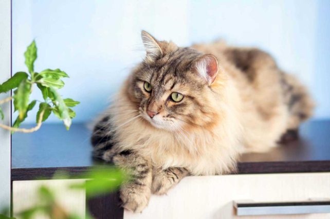 Siberian For Sale In Mumbai