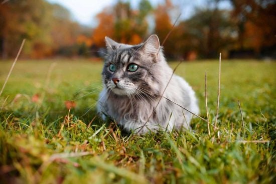 Siberian For Sale In Hyderabad