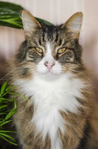 Siberian For Sale In Delhi
