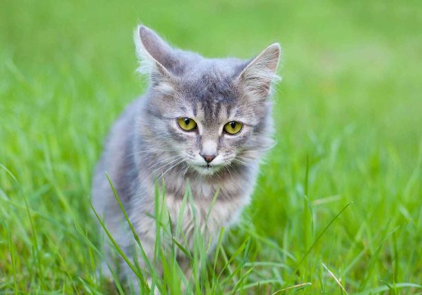 Siberian For Sale In Bangalore