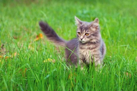Siberian For Sale In Hyderabad