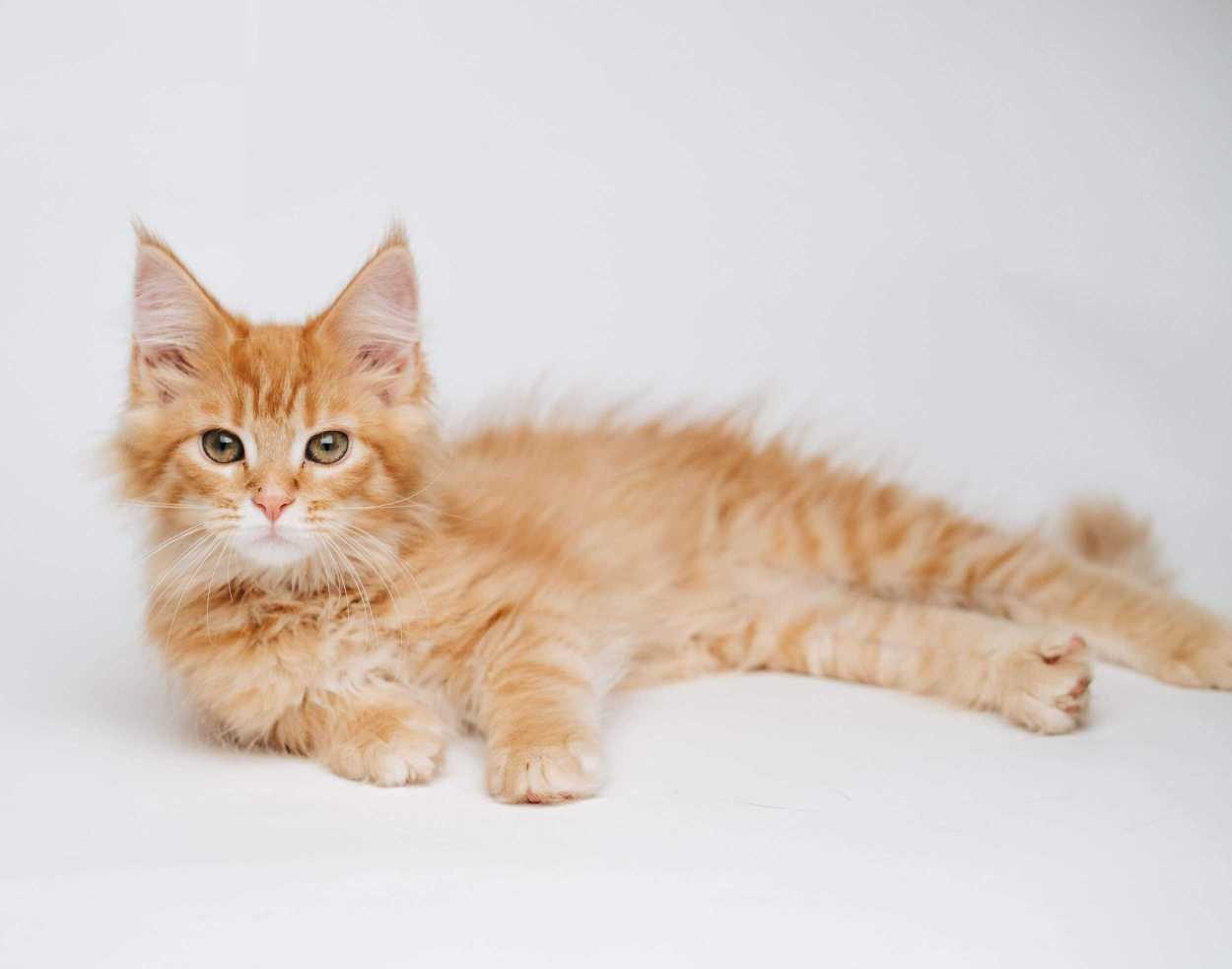 Persian For Sale In Salem