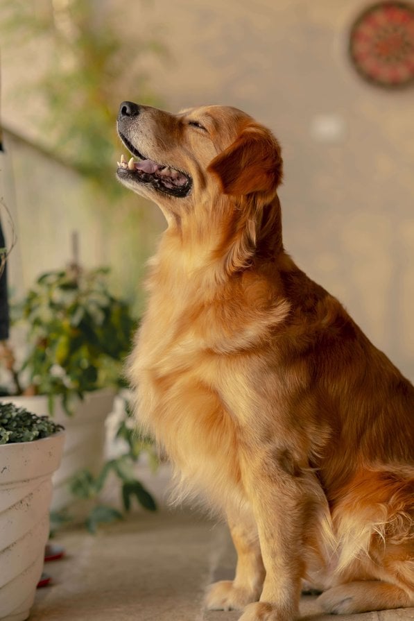 Golden Retriever Dogs For Mating In Sibsagar