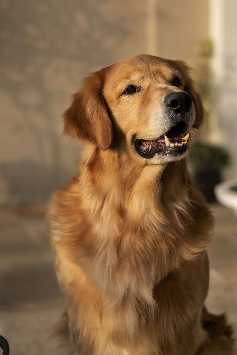 Golden Retriever Dogs For Mating In Sibsagar
