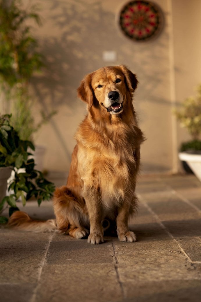 Golden Retriever Dogs For Mating In Sibsagar
