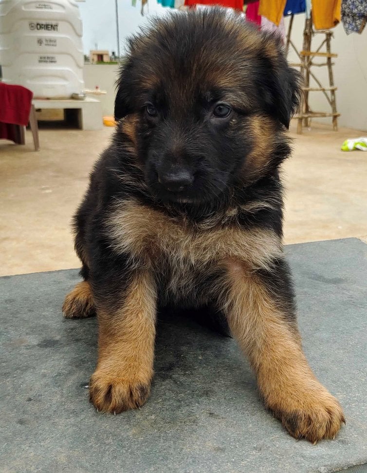 German Shepherd For Sale In Jodhpur