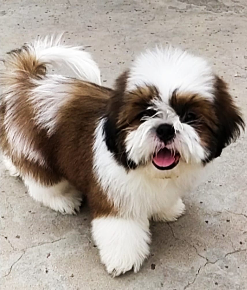 Shih Tzu For Sale In Patna