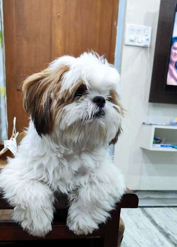Shih Tzu Dogs For Mating In Hyderabad